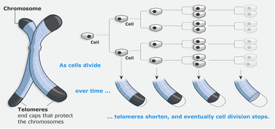 telomerase